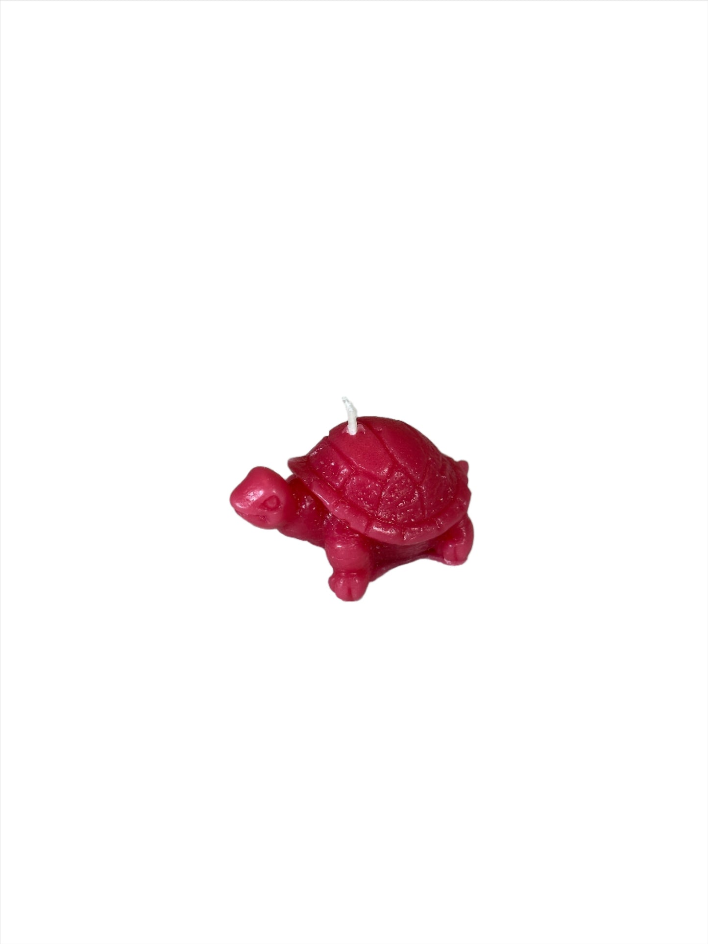 Tiny Turtle - Caribbean Teakwood, Red