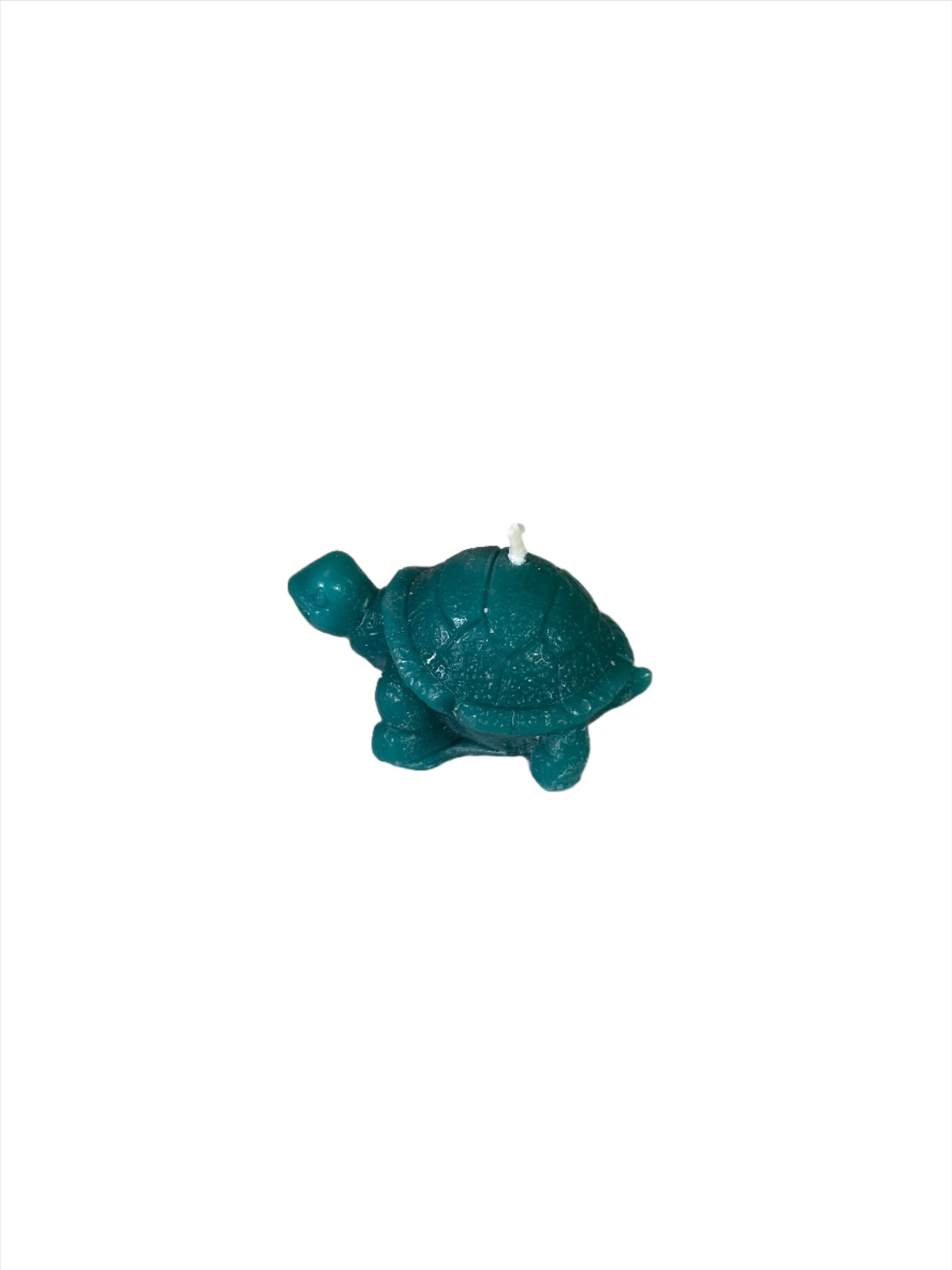 Tiny Turtle